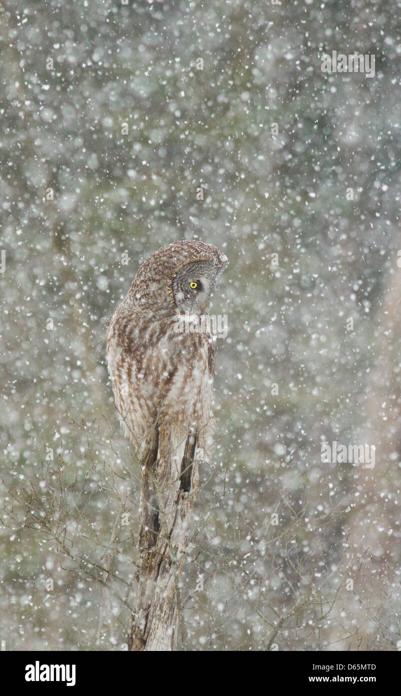 Chouette lapone Laponie ou (Strix nebulosa) owl durant une tempête de neige Québec-canada en Banque D'Images