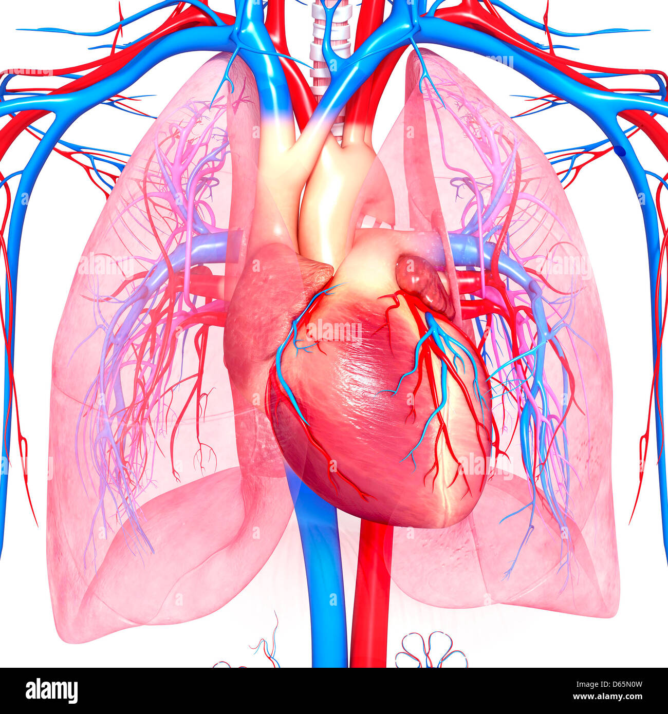 Système cardiovasculaire, artwork Banque D'Images