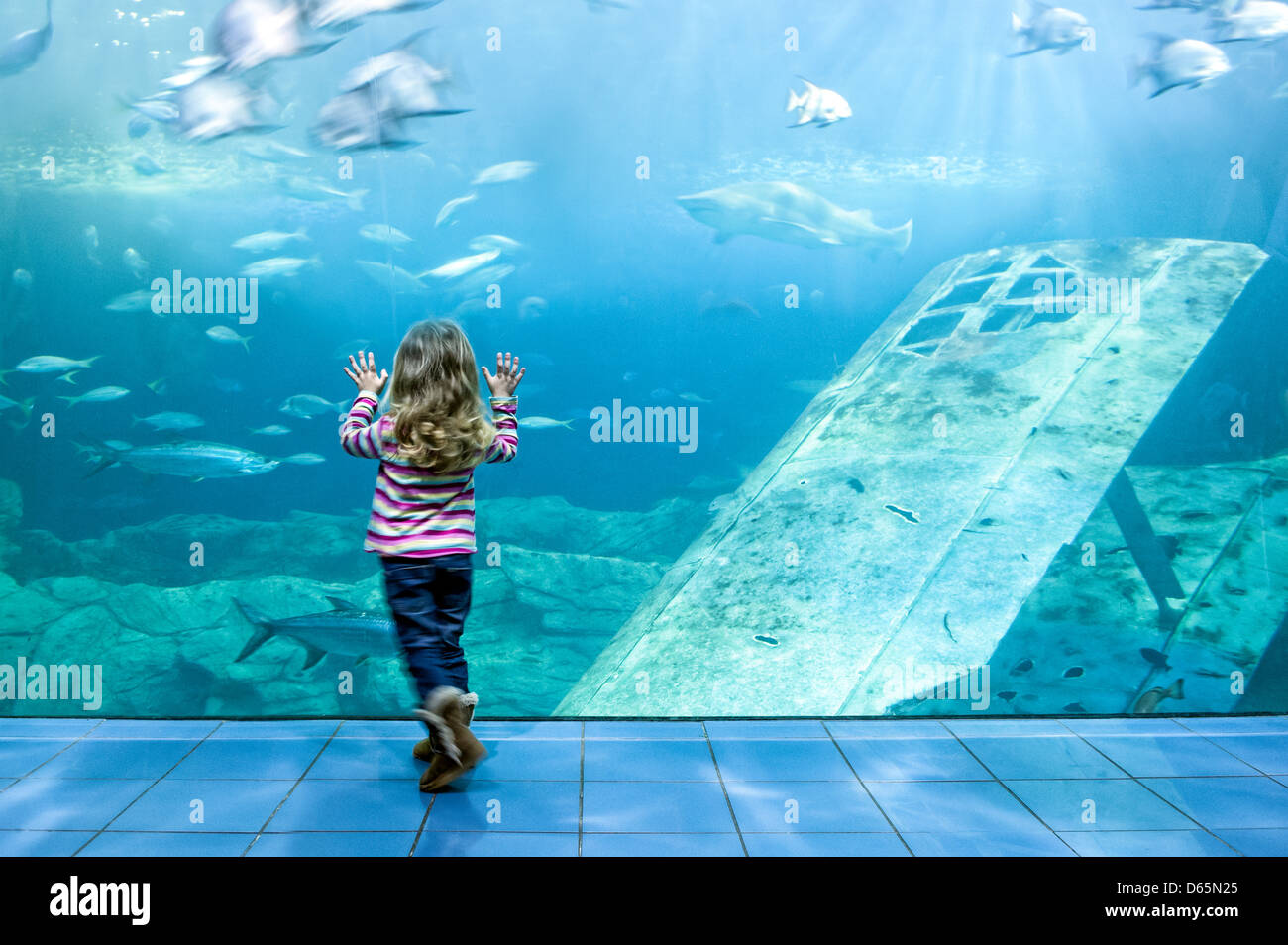 Une petite fille, les mains pressées contre la vitre de l'aquarium des requins à l'aquarium de Plymouth, Plymouth, Devon, UK Banque D'Images