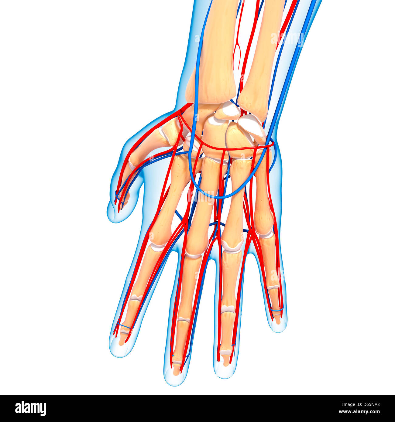 Anatomie Du Radius Banque d'image et photos Alamy