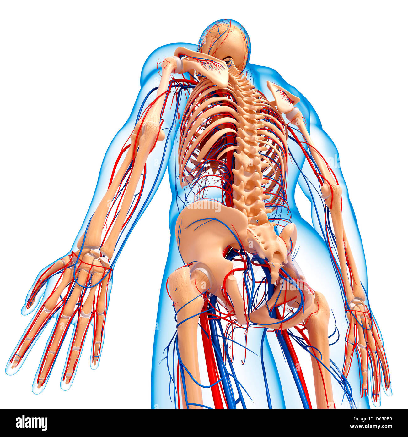 Male anatomy, artwork Banque D'Images