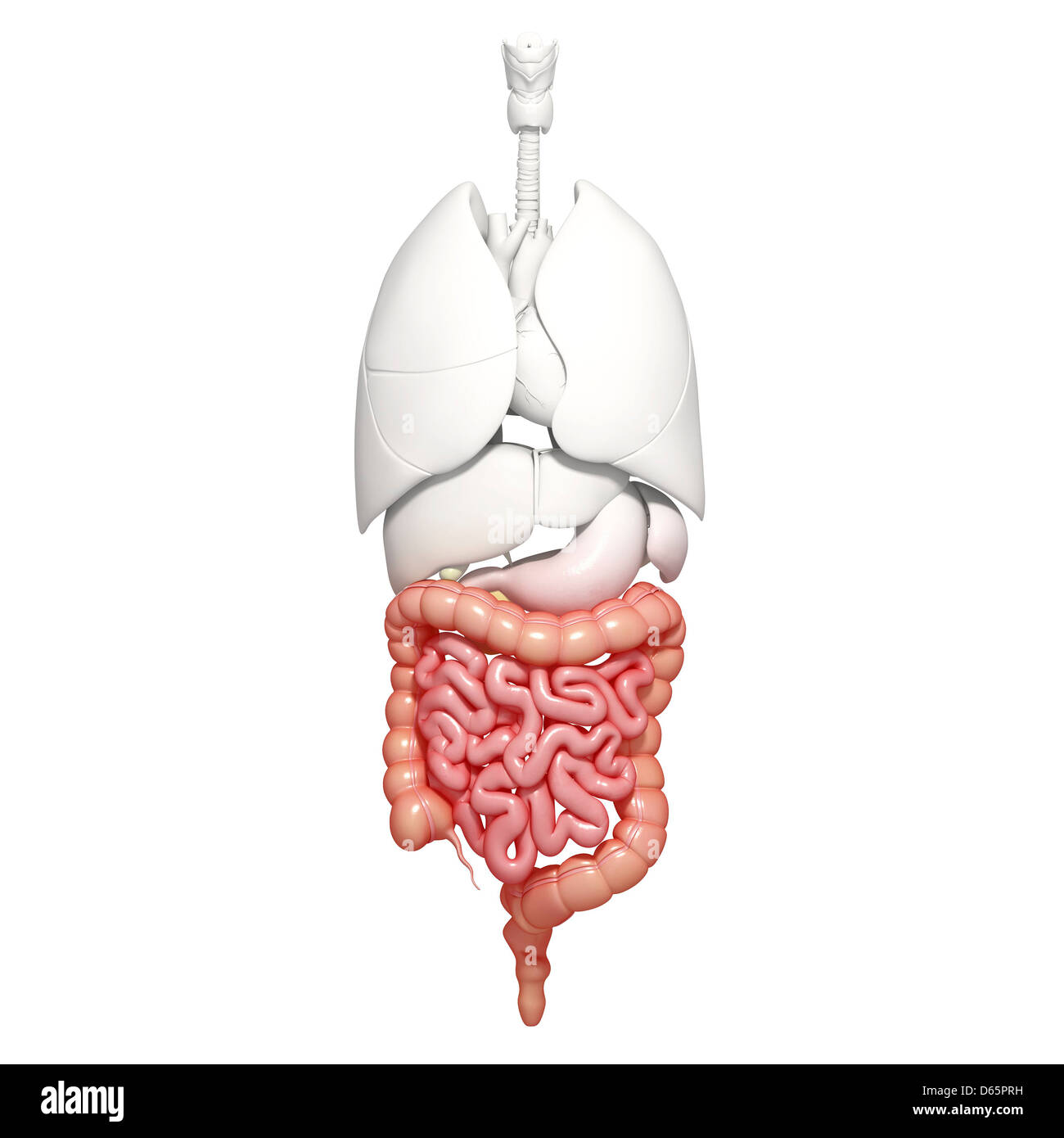 Les intestins en bonne santé, artwork Banque D'Images