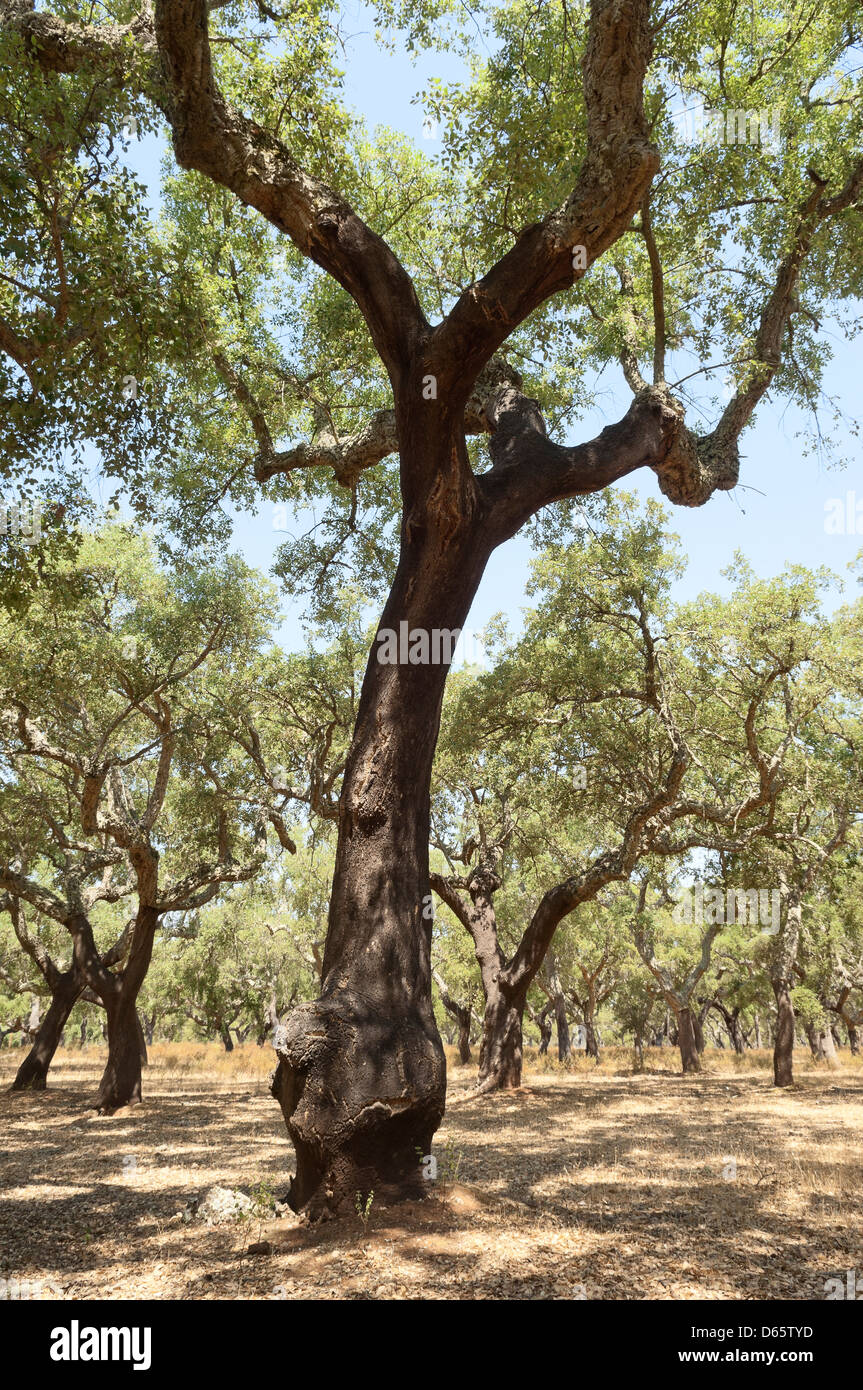 Forêt de chênes-liège - Quercus suber - Alentejo, Portugal Banque D'Images