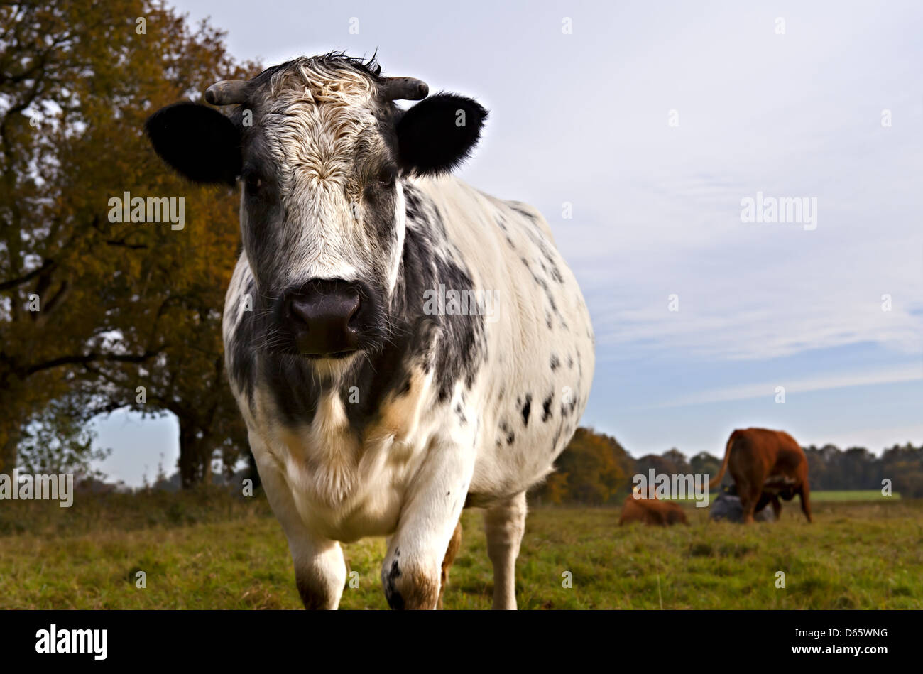 Big cow on pasture Banque D'Images