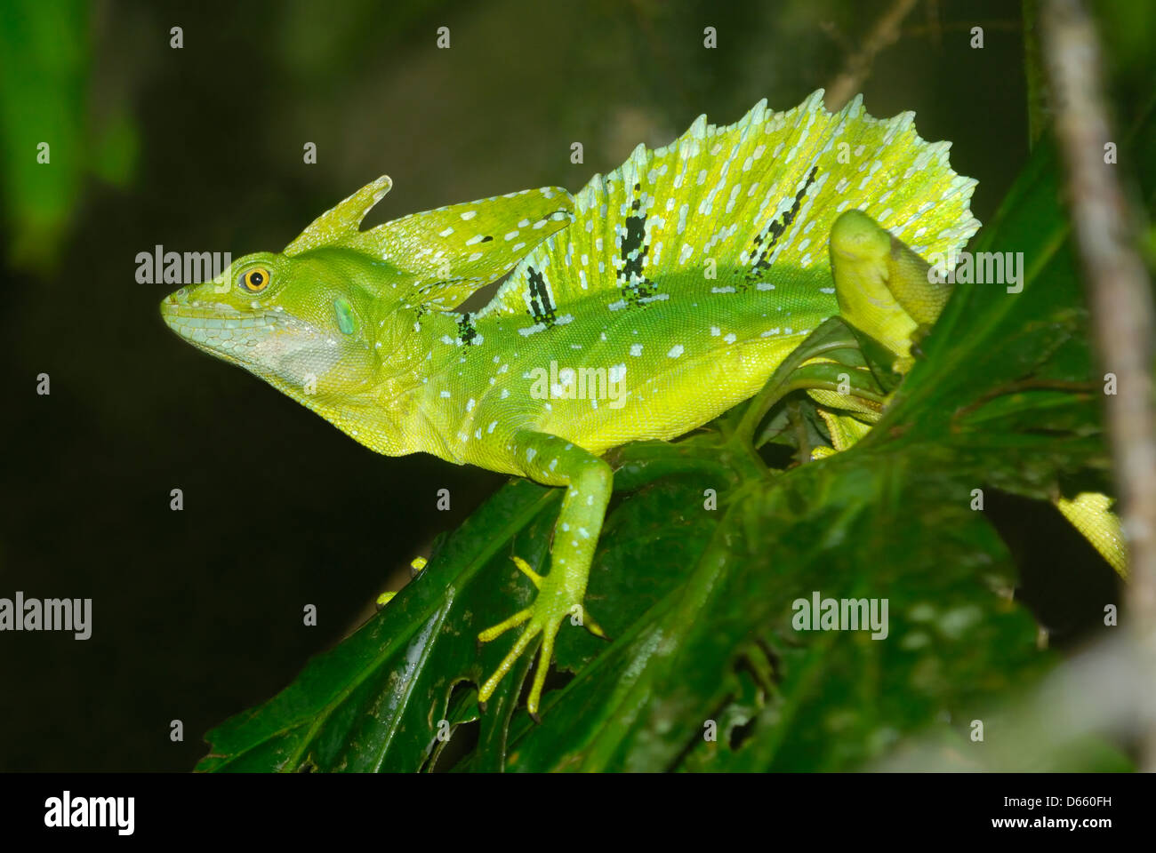 Mâle adulte (Basiliscus plumifrons Basilic à plumes) affichage Banque D'Images