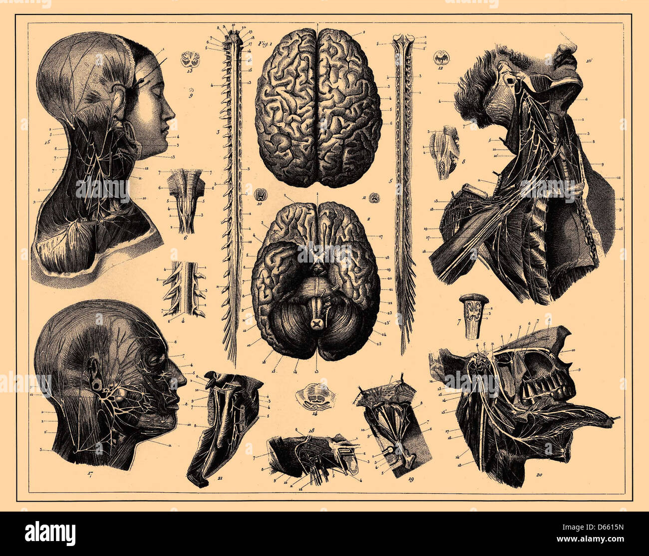 Cette illustration du dictionnaire encyclopédique Brockhaus et Efron montre une représentation anatomique du cerveau humain et de la moelle épinière, qui fait partie du domaine public de l'édition 1907. L'œuvre d'art détaillée met en évidence le système nerveux central et ses structures complexes. Banque D'Images