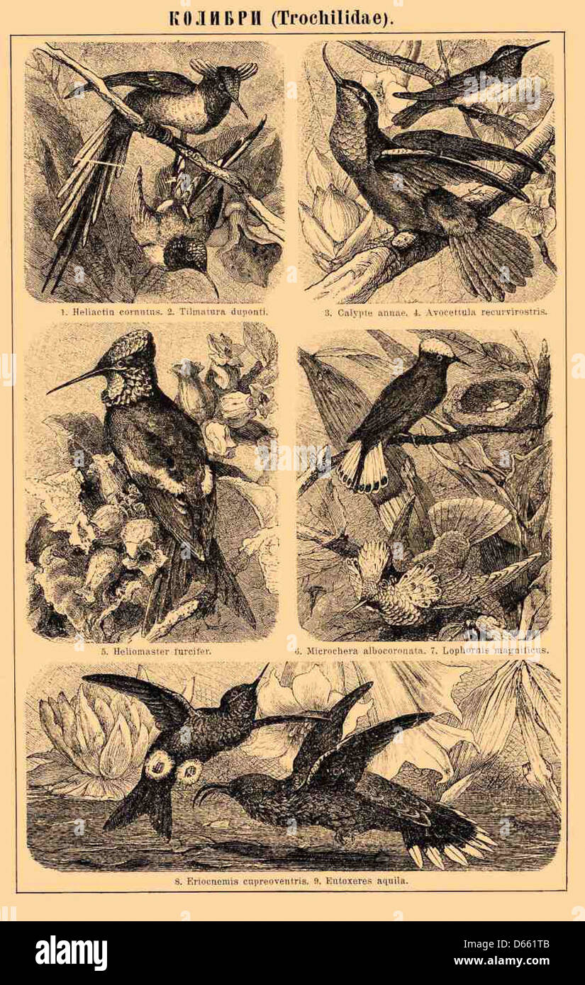 Une illustration tirée du dictionnaire encyclopédique Brockhaus et Efron, un ouvrage de référence russe majeur. Cette entrée se concentre sur la mythologie grecque, mettant en valeur des dieux et des déesses. L'encyclopédie était une ressource éducative clé dans la Russie du XIXe siècle. Banque D'Images