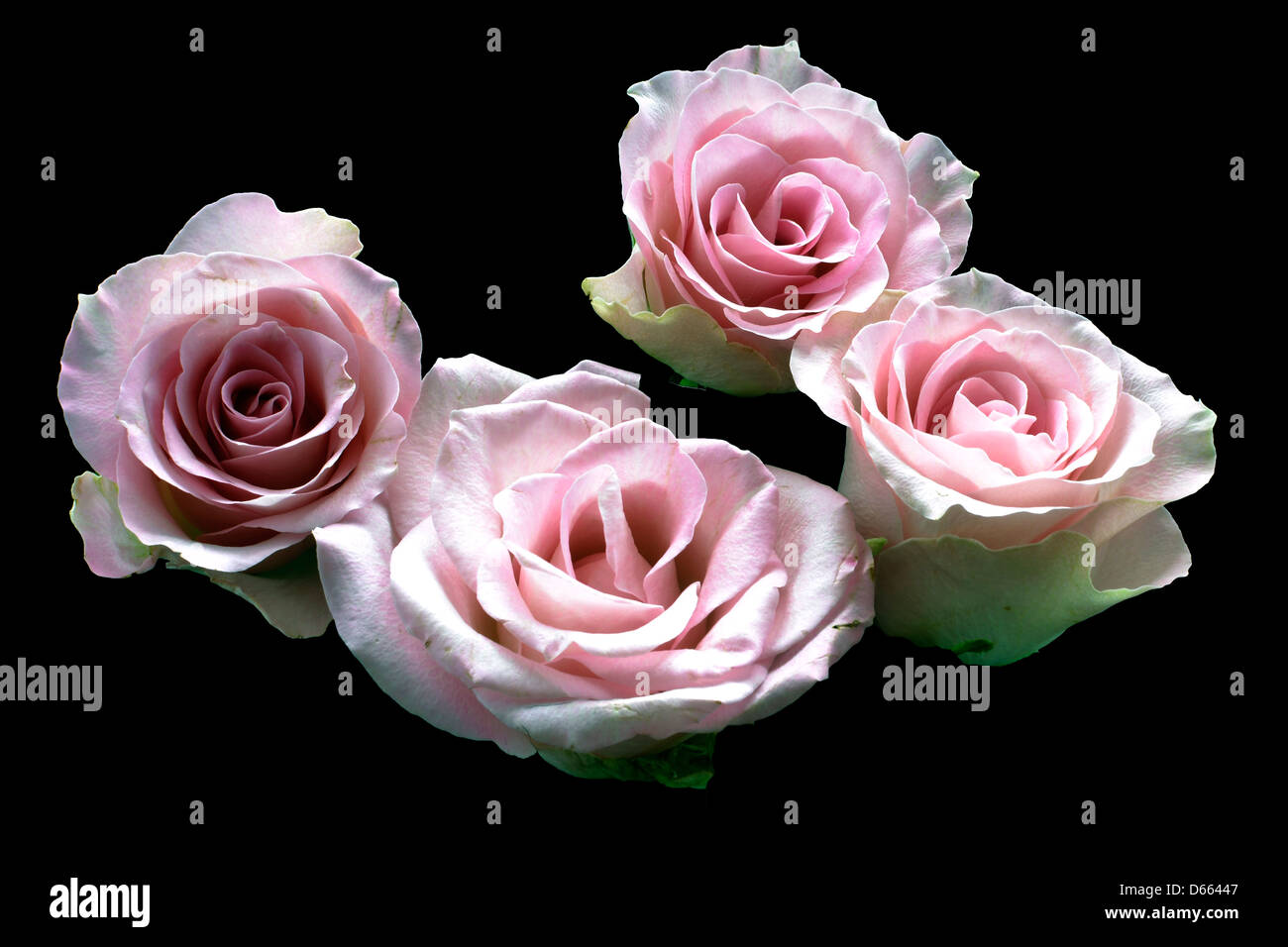 quatre variétés de roses roses Banque D'Images