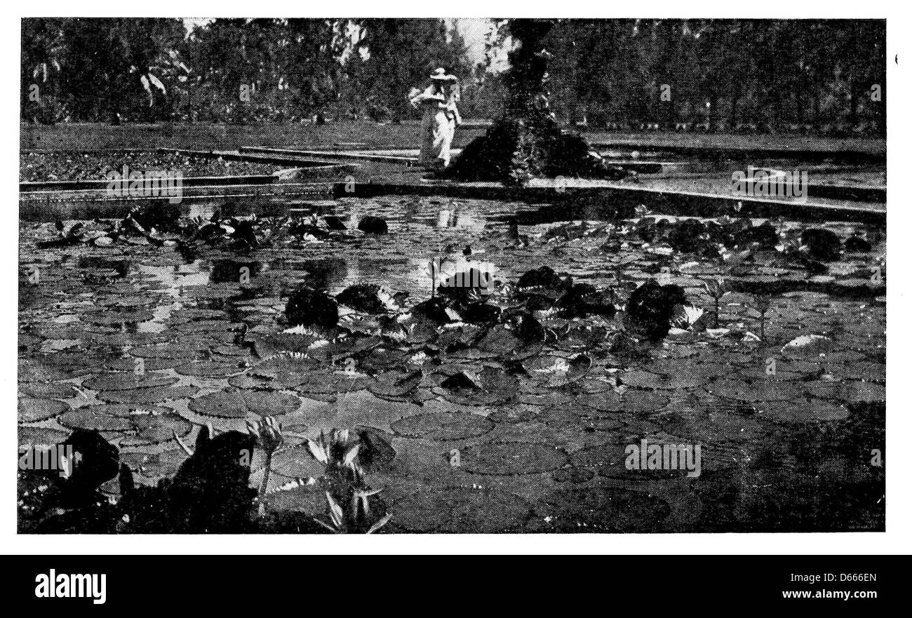 Une photographie de 1920 représentant un étang hawaïen serein couvert de nénuphars. L'image reflète la beauté naturelle d'Hawaï, capturant ses paysages paisibles et sa végétation luxuriante. Banque D'Images