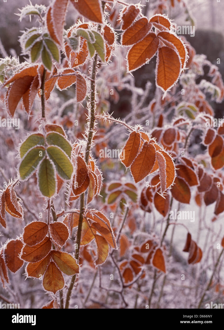 L'hiver givre sur les feuilles des plantes, Berkshire, Angleterre, Royaume-Uni Banque D'Images