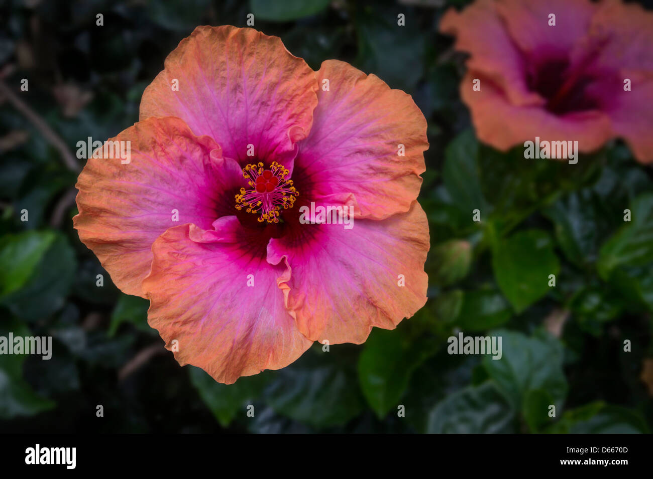 Fleur d’Hibiscus Banque D'Images