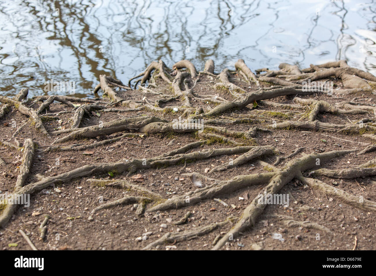 La racine de la structure exposée un grand arbre.La couche arable a été emportée par les inondations. Banque D'Images