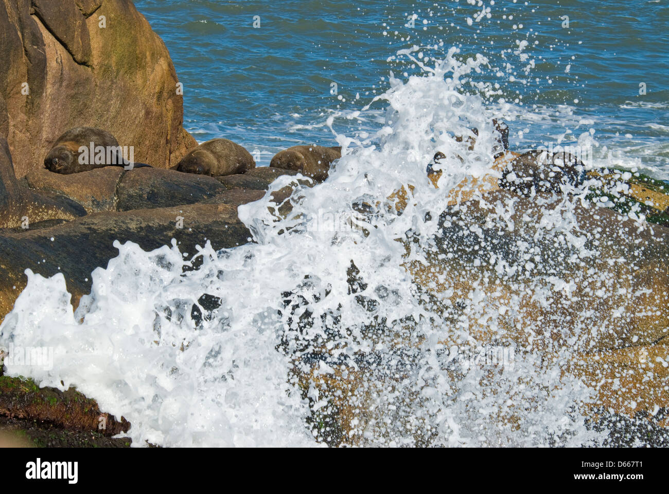 Les lions de mer du Sud (Otaria flavescens) au soleil sur des rochers au-dessus de vague rompant au Cabo Polonio à Rocha, Uruguay, Amérique du Sud Banque D'Images