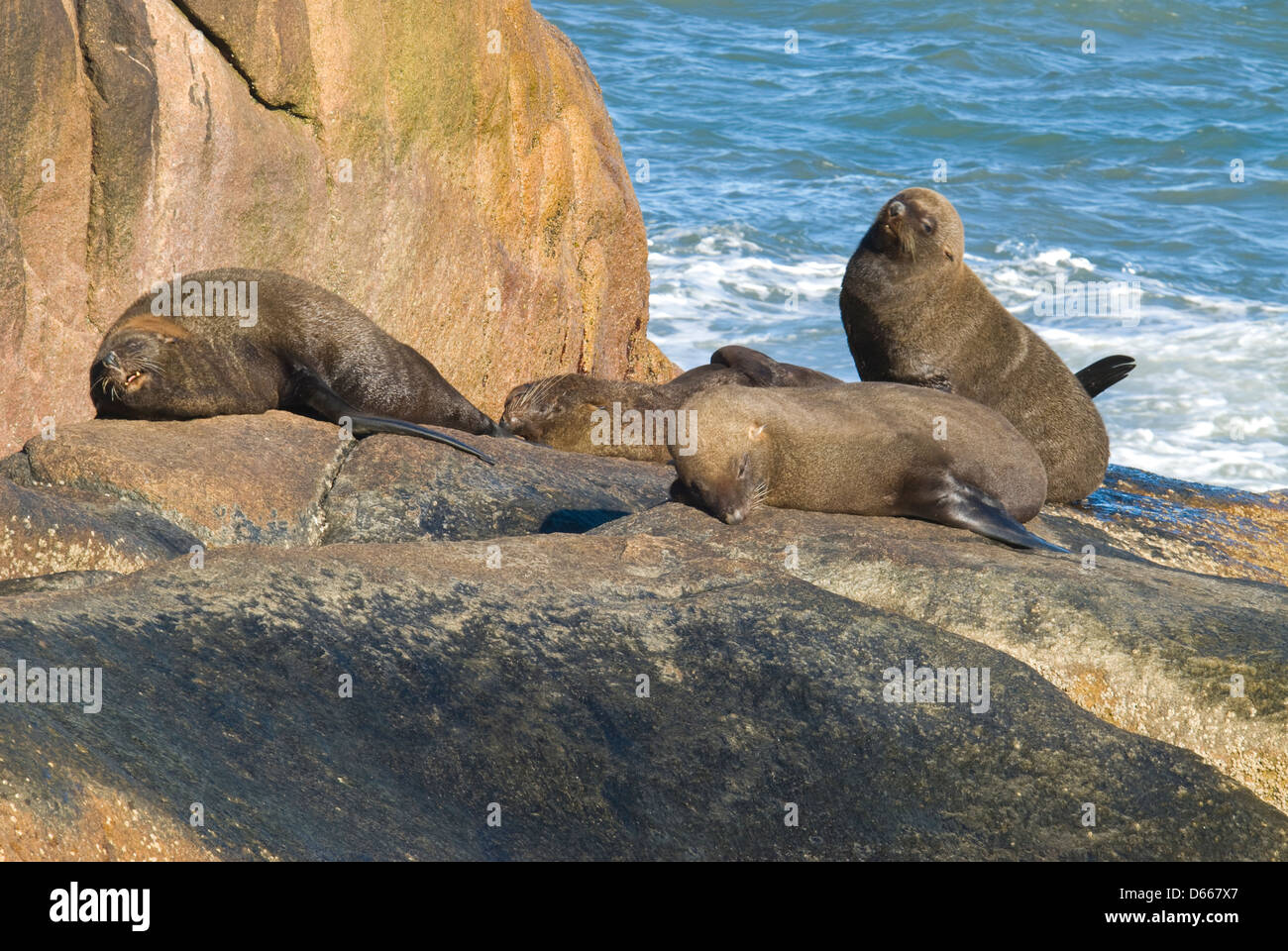 Les lions de mer du Sud (Otaria flavescens) au soleil sur des pierres à Cabo Polonio à Rocha, Uruguay, Amérique du Sud Banque D'Images