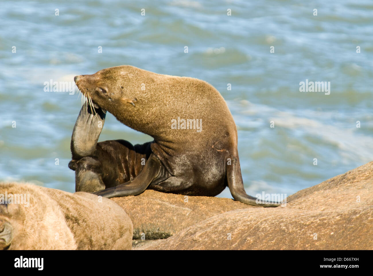 Lion de mer du Sud (Otaria flavescens) se gratter la tête à Cabo Polonio à Rocha, Uruguay, Amérique du Sud Banque D'Images