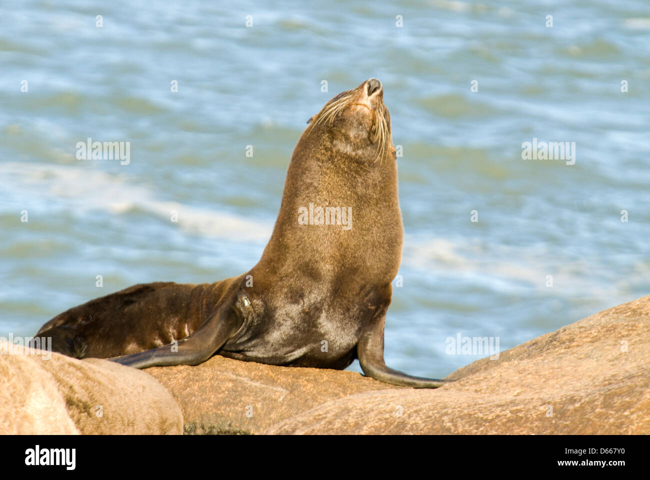 Lion de mer du Sud (Otaria flavescens) qui s'étend au Cabo Polonio à Rocha, Uruguay, Amérique du Sud Banque D'Images