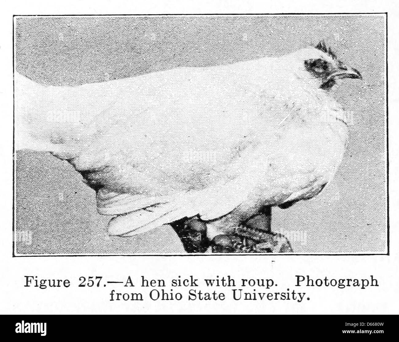 Cette photographie de 1922 représente des animaux de ferme à l'Université d'État de l'Ohio, montrant un accent particulier sur les poules touchées par le roup. L'image illustre les défis rencontrés dans la gestion du bétail et la santé animale au début du XXe siècle. Banque D'Images