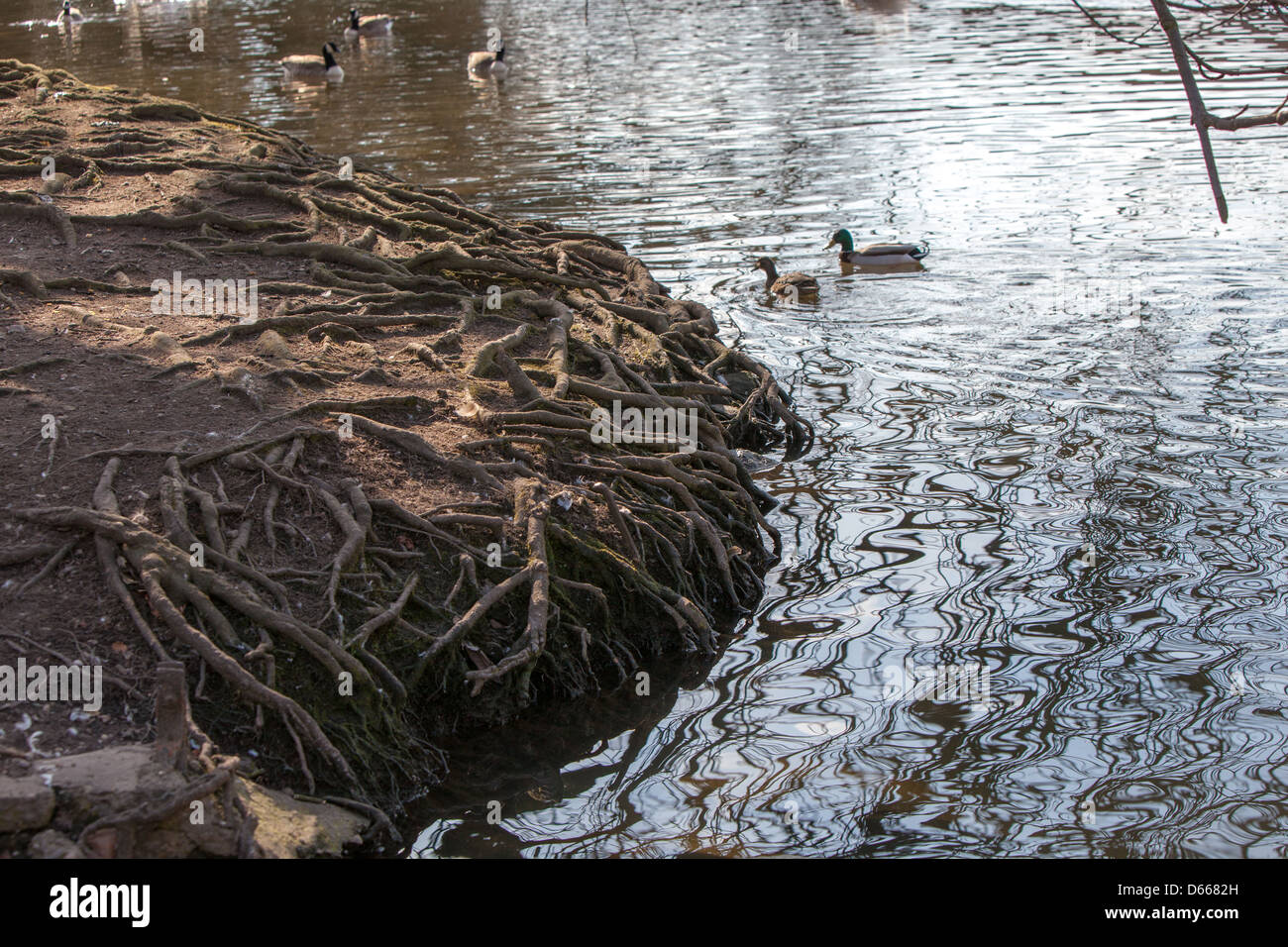 La racine de la structure exposée un grand arbre.La couche arable a été emportée par les inondations. Banque D'Images