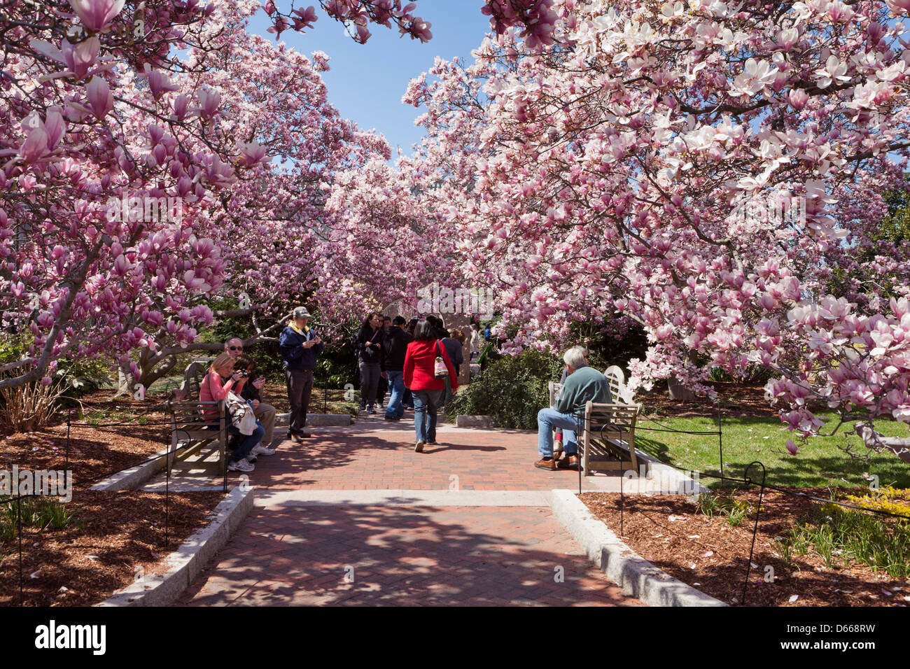 Saucer Magnolia arbre en fleurs (Magnolia x Soulangeana) Magnoliaceae Banque D'Images