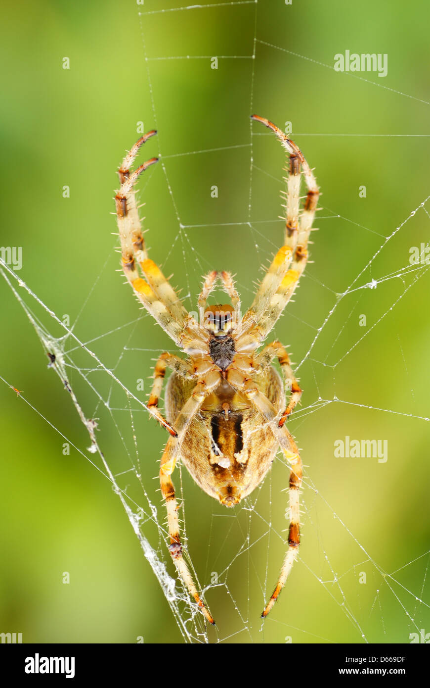 Grosse araignée effrayante sur cobweb à forest Banque D'Images