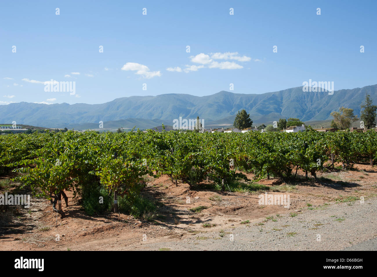 Zandliet domaine La vigne vin Robertson western cape Afrique du Sud l'industrie du vin de l'Afrique australe Banque D'Images