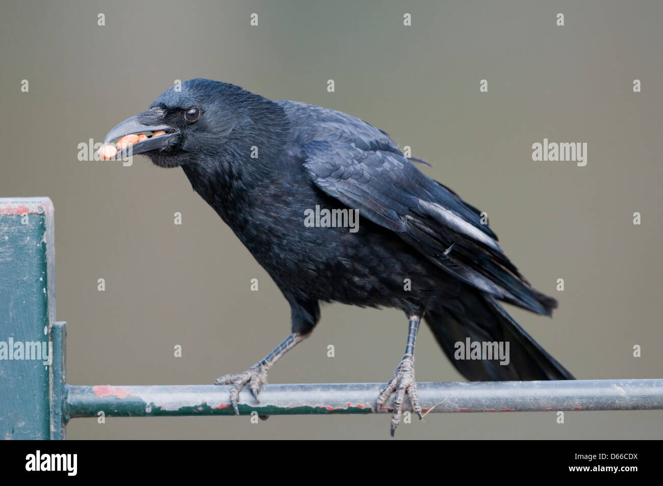 Close up d'un corbeau qui vient a réuni un bec plein de nourriture Banque D'Images