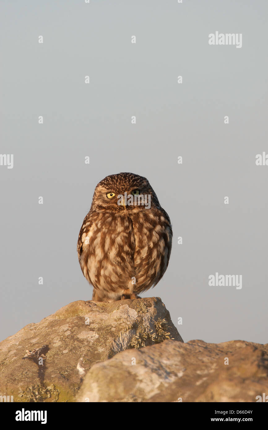 Chouette chevêche - Athene noctua perché au sommet d'un mur de pierres sèches Banque D'Images