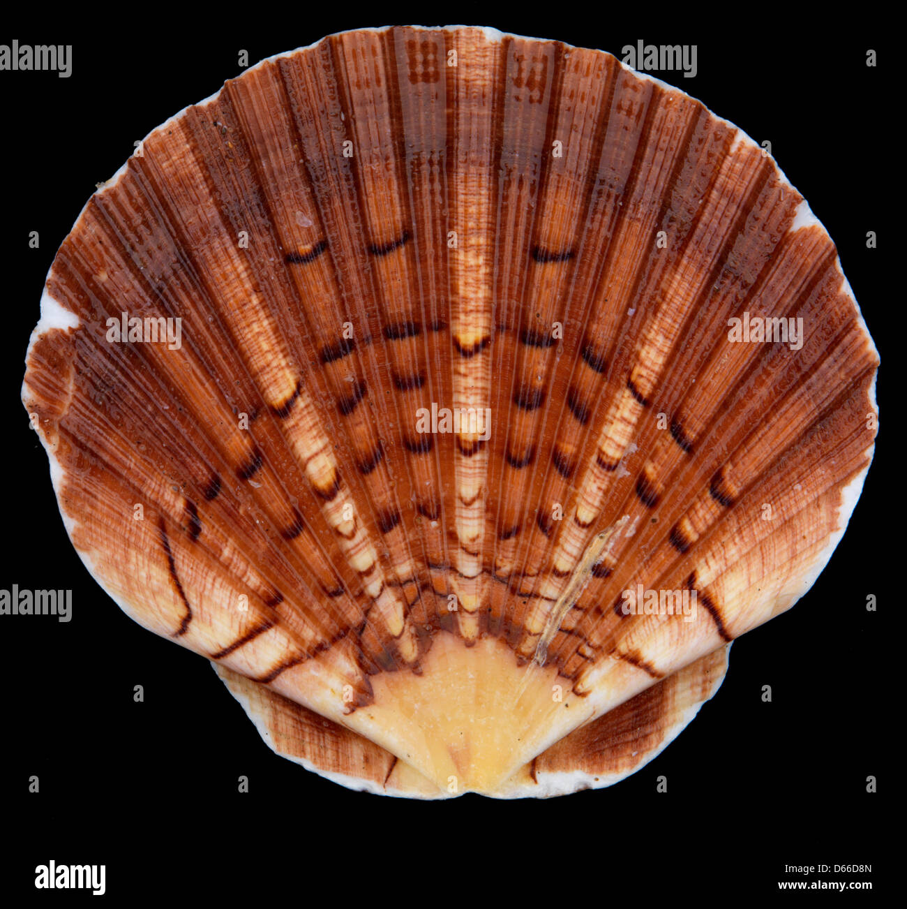 Still Life, coquille Saint-Jacques, fond noir, éclairage de studio, très détaillées Banque D'Images