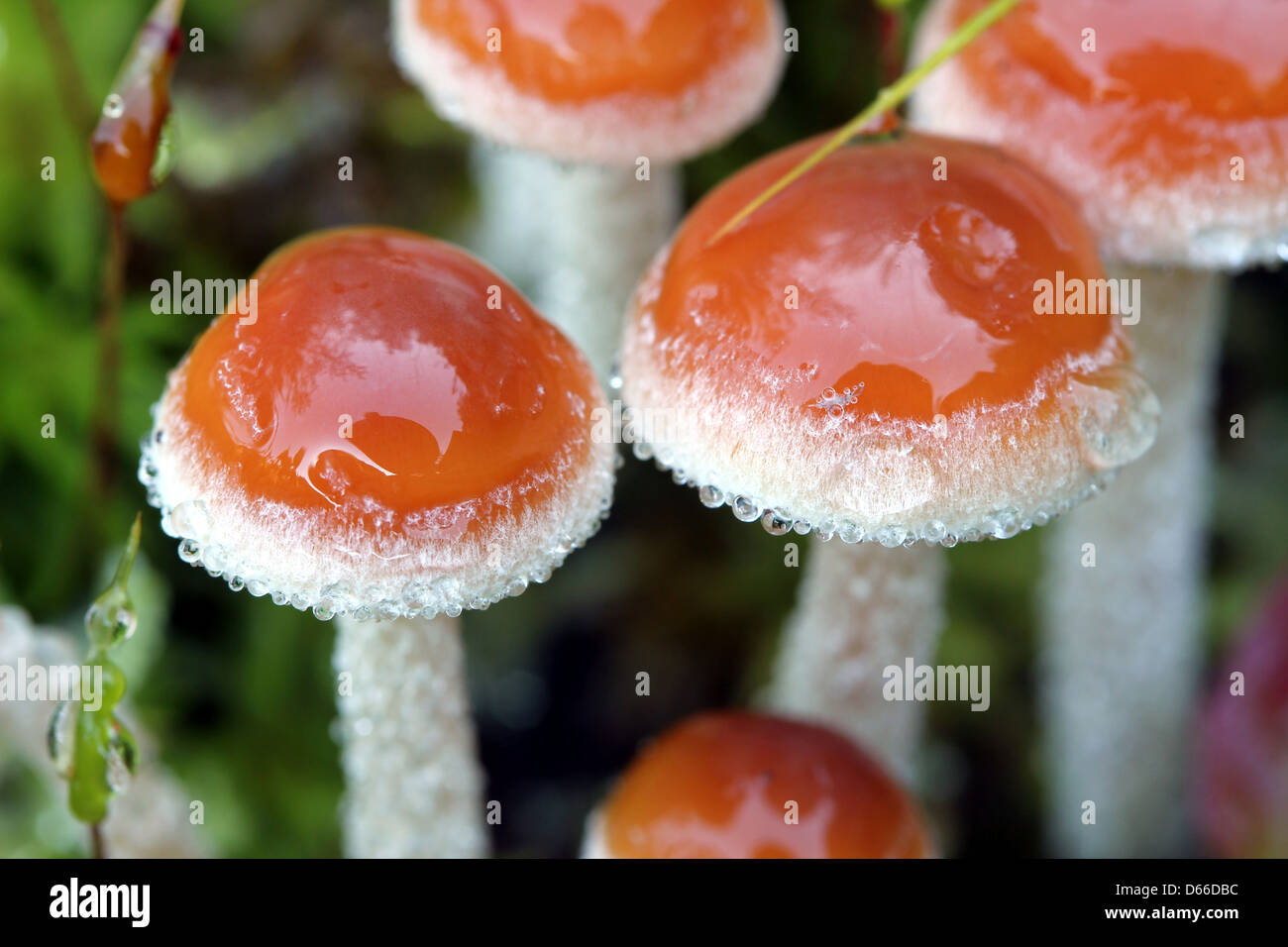 Champignons d'automne brun Banque D'Images