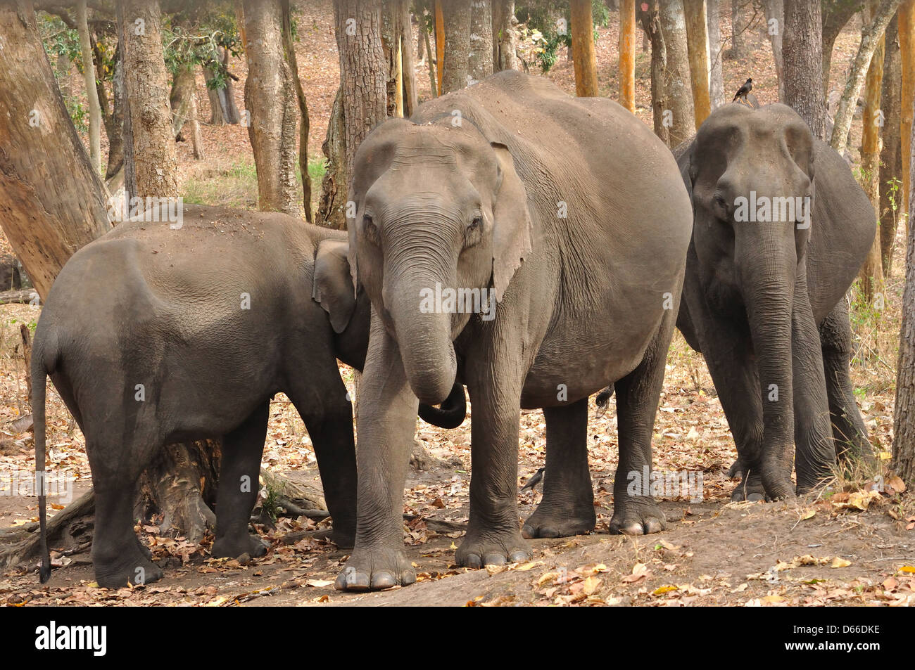 Les éléphants indiens ( Elephas maximus indicus ) Banque D'Images