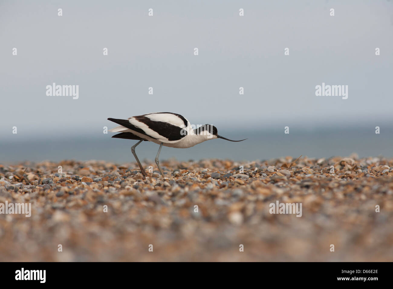 Avocette élégante Recurvirostra avosetta - feignant la blessure pour détourner l'attention de nid Banque D'Images