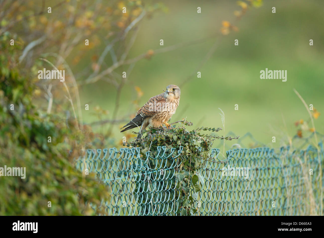 Falco tinnunculus crécerelle femelle - manger une souris (la queue de la souris est visible qui sort du bec). Banque D'Images