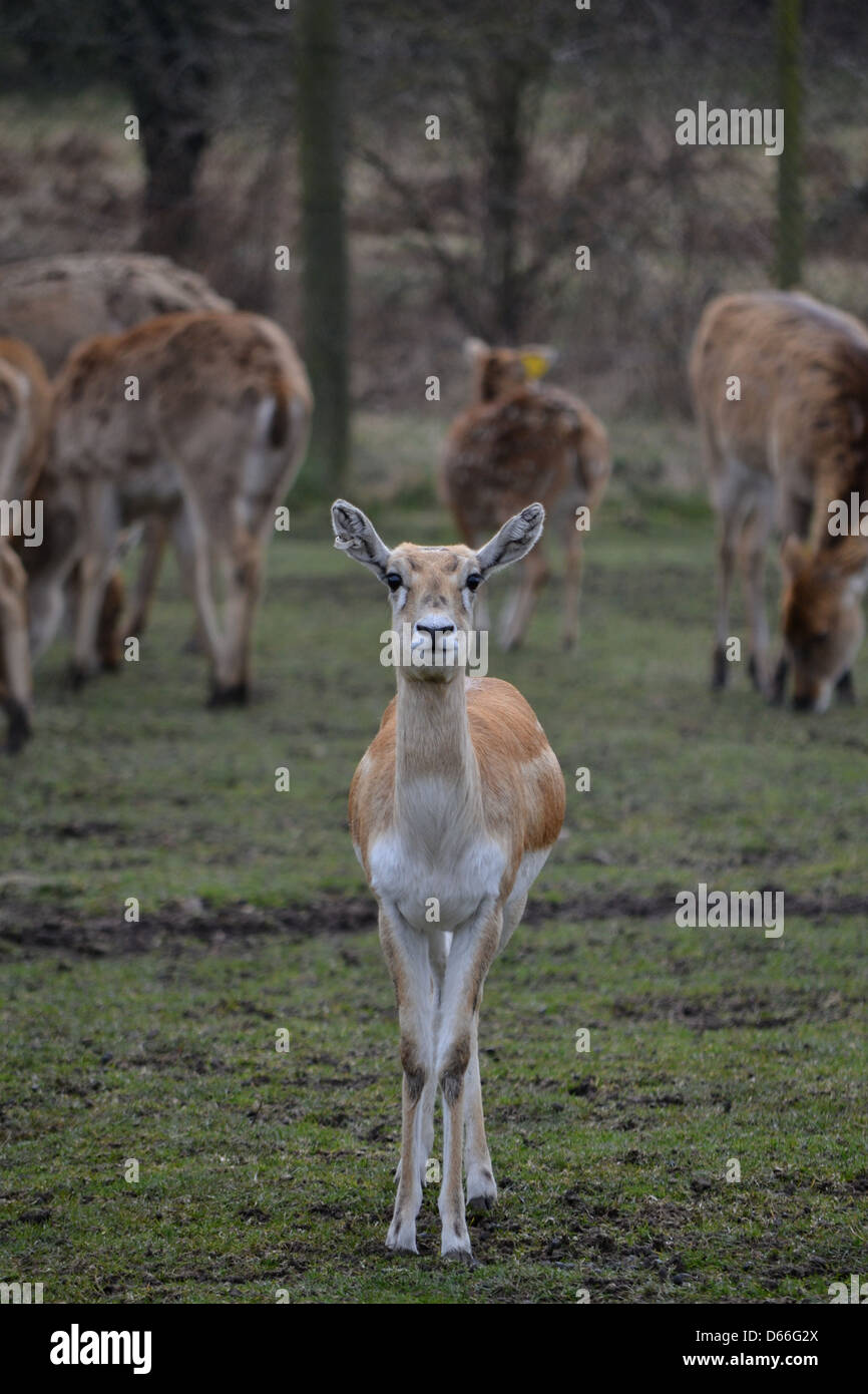 Les jeunes Barasingha Banque D'Images