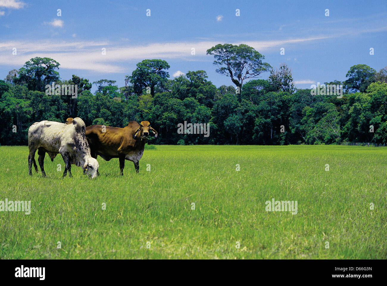 La déforestation de l'élevage du bétail dans la forêt tropicale de l'Atlantique, au Brésil. Développement économique entraînant la dégradation de l'environnement. Banque D'Images