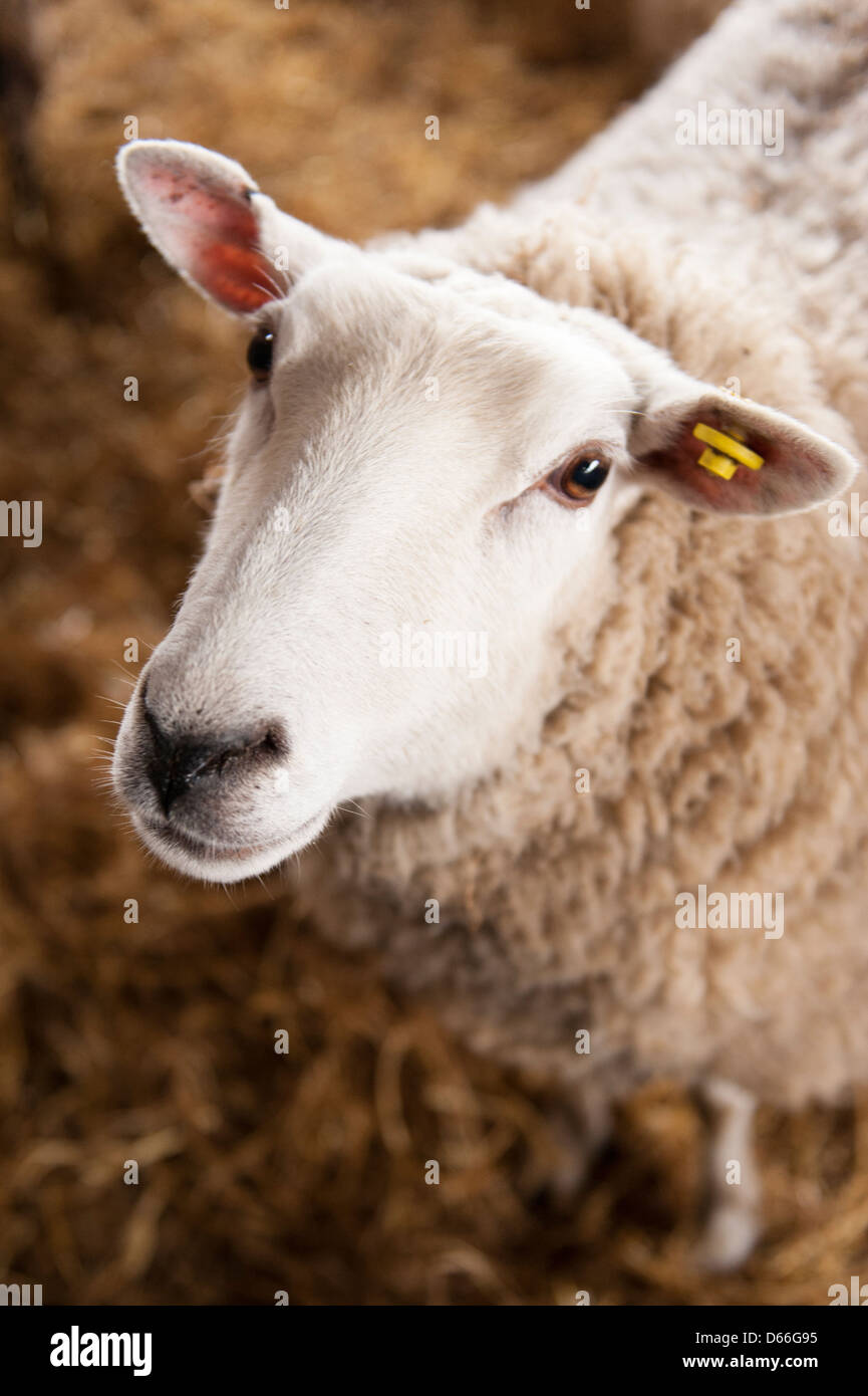 Vowley Wootton Bassett Royal , ferme brebis Brebis du travail du travail Wilts stylo maternité ou Llyen grange Dafad Gallois Llyn viande race & laine Banque D'Images