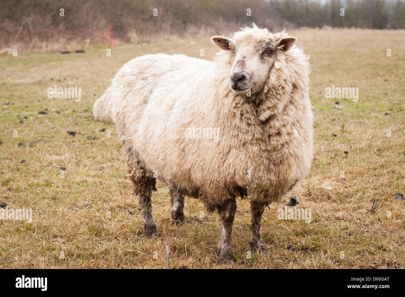 Vowley Wootton Bassett Royal , Ferme de brebis ou moutons Wilts Lleyn Dafad Gallois Llyn race connue pour la viande et de la laine dans le champ profil latéral Banque D'Images