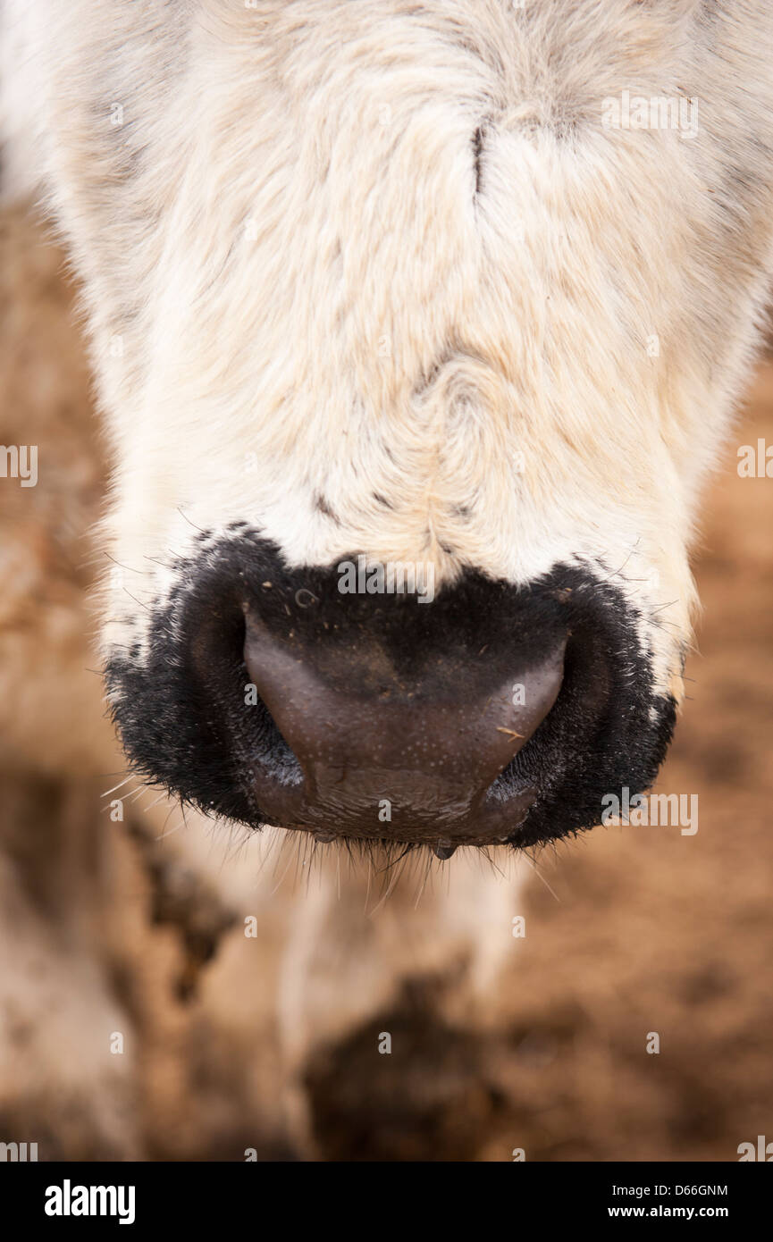 Vowley Royal Wootton Bassett ferme organique Wilts bovins vache blanche britannique nez Bouche face détail Banque D'Images