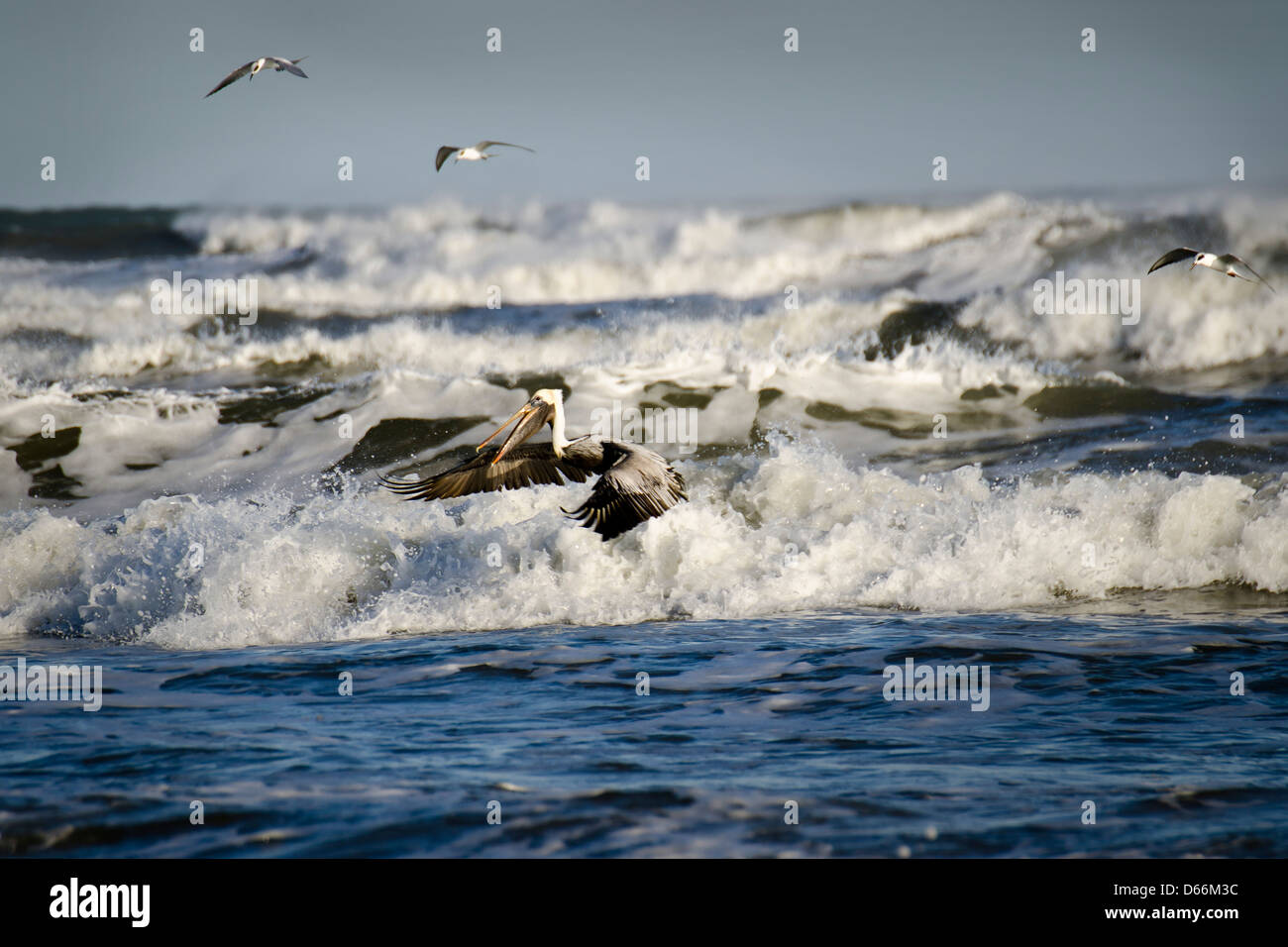 Pélican brun de nourriture dans les vagues du golfe du Mexique au large de Mustang Island, Texas, États-Unis Banque D'Images