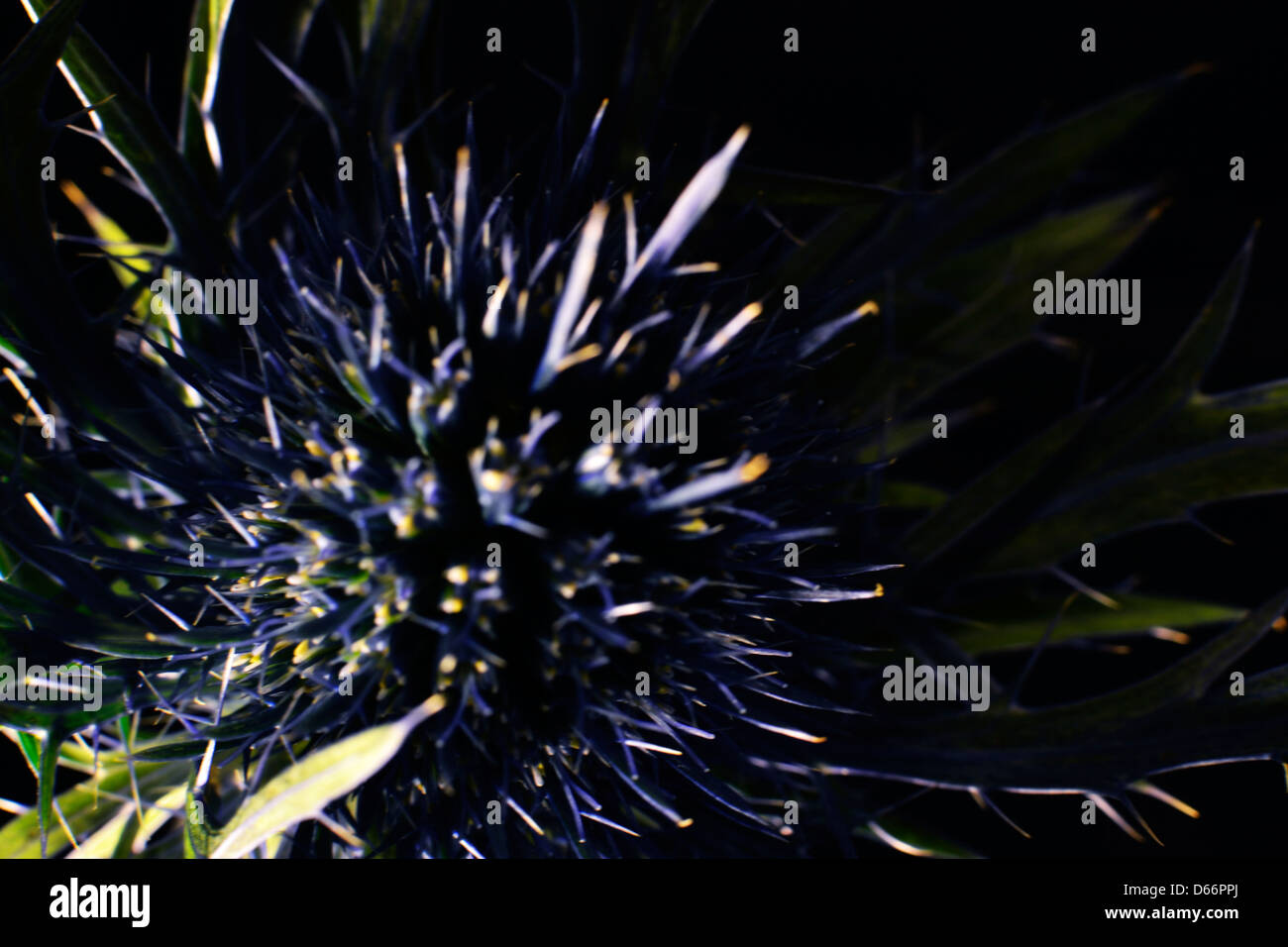 Plante chardon pétales spike thorn Banque D'Images