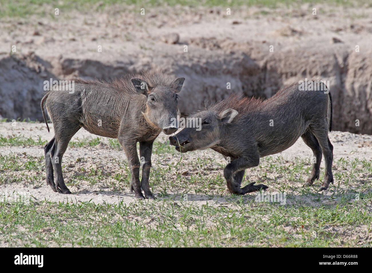 Deux jeunes phacochères jouant, Chobe NP, Botswana Banque D'Images