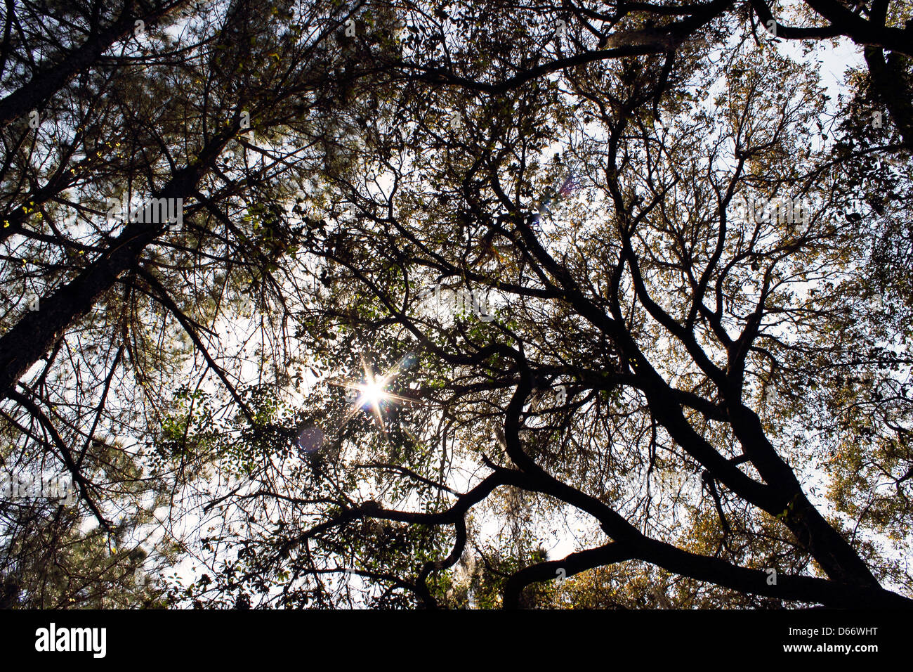 Le soleil perce le couvert d'une forêt marécageuse de la côte de la Caroline du Sud, USA Banque D'Images