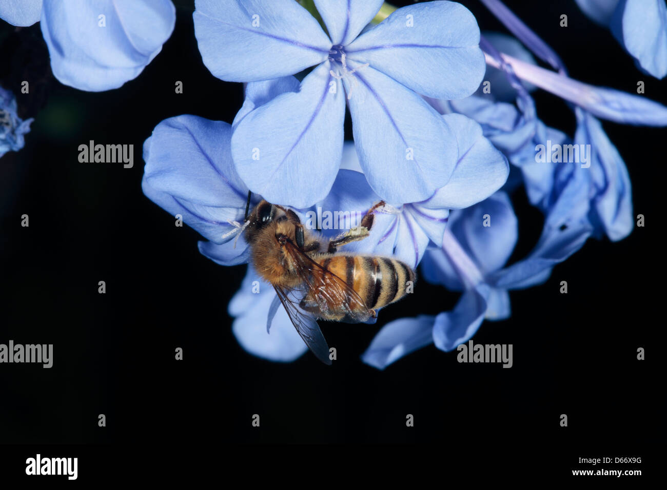 L'abeille européenne la collecte du pollen de plumbago flower- Apis mellifera -Famille Apidae Banque D'Images