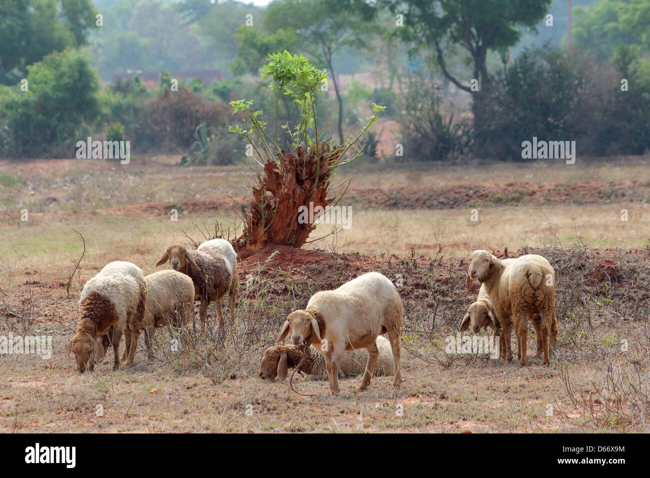 Moutons (Ovis aries), Karnataka, Inde Banque D'Images