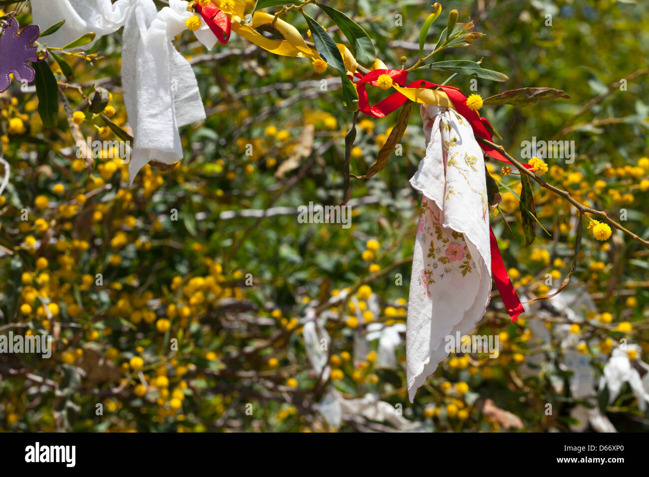 Chypre, Europe - arbre des désirs au rocher d'Aphrodite Banque D'Images
