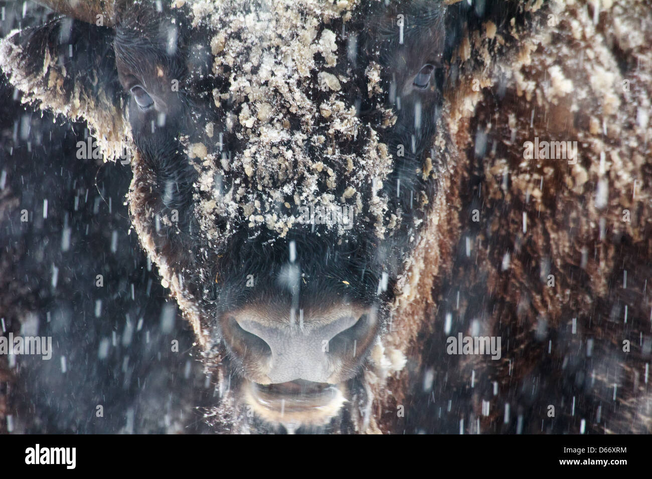 Portrait en gros de bisons sauvages en hiver Banque D'Images