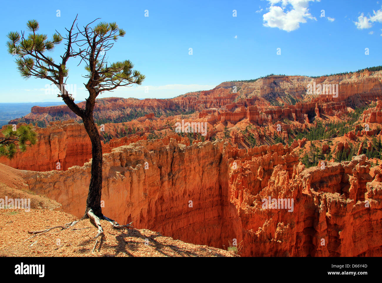 Bryce Canyon National Park, Utah, USA Banque D'Images