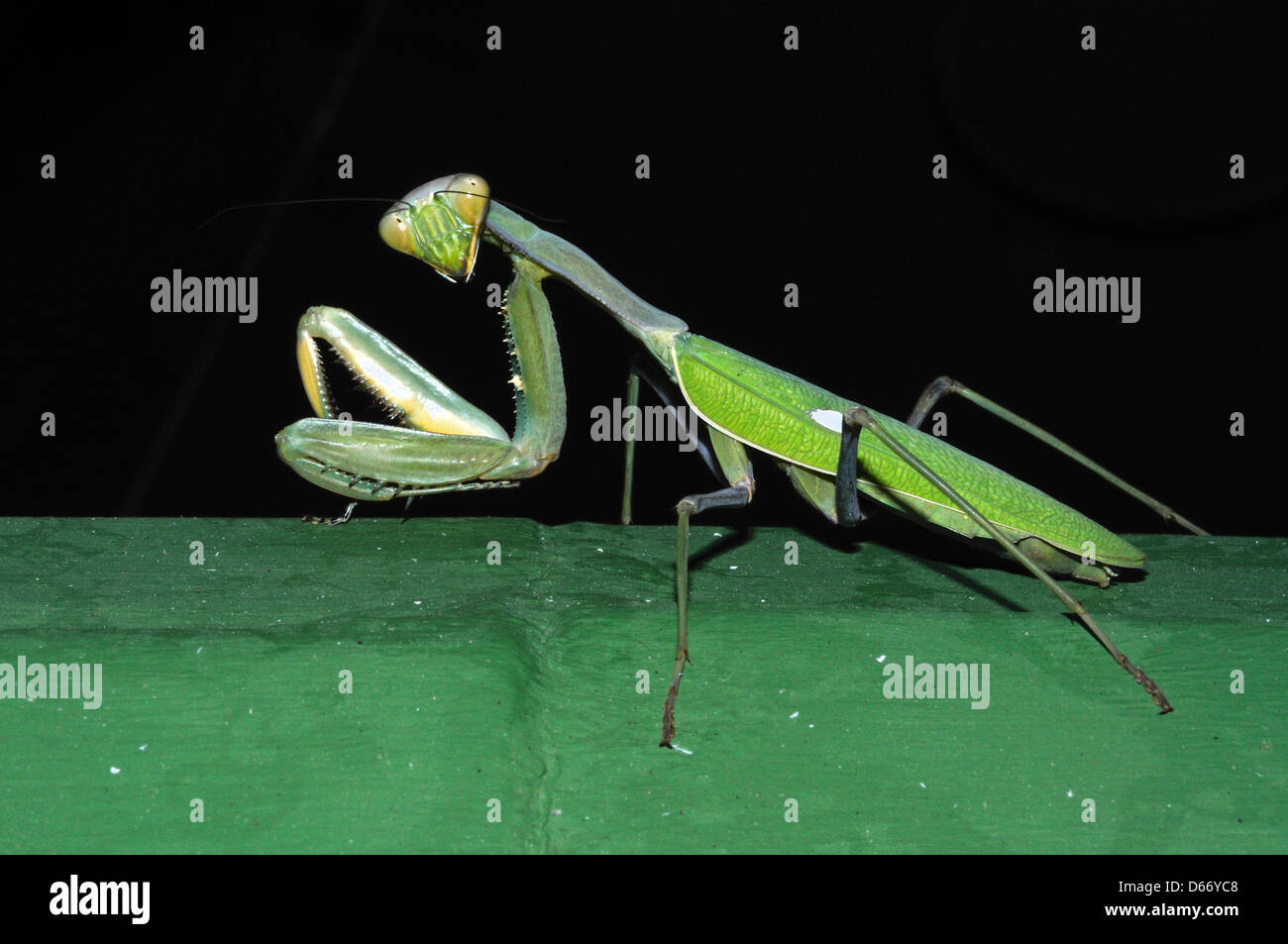 Praying Mantis assis sur un mur d'un fond noir. Banque D'Images
