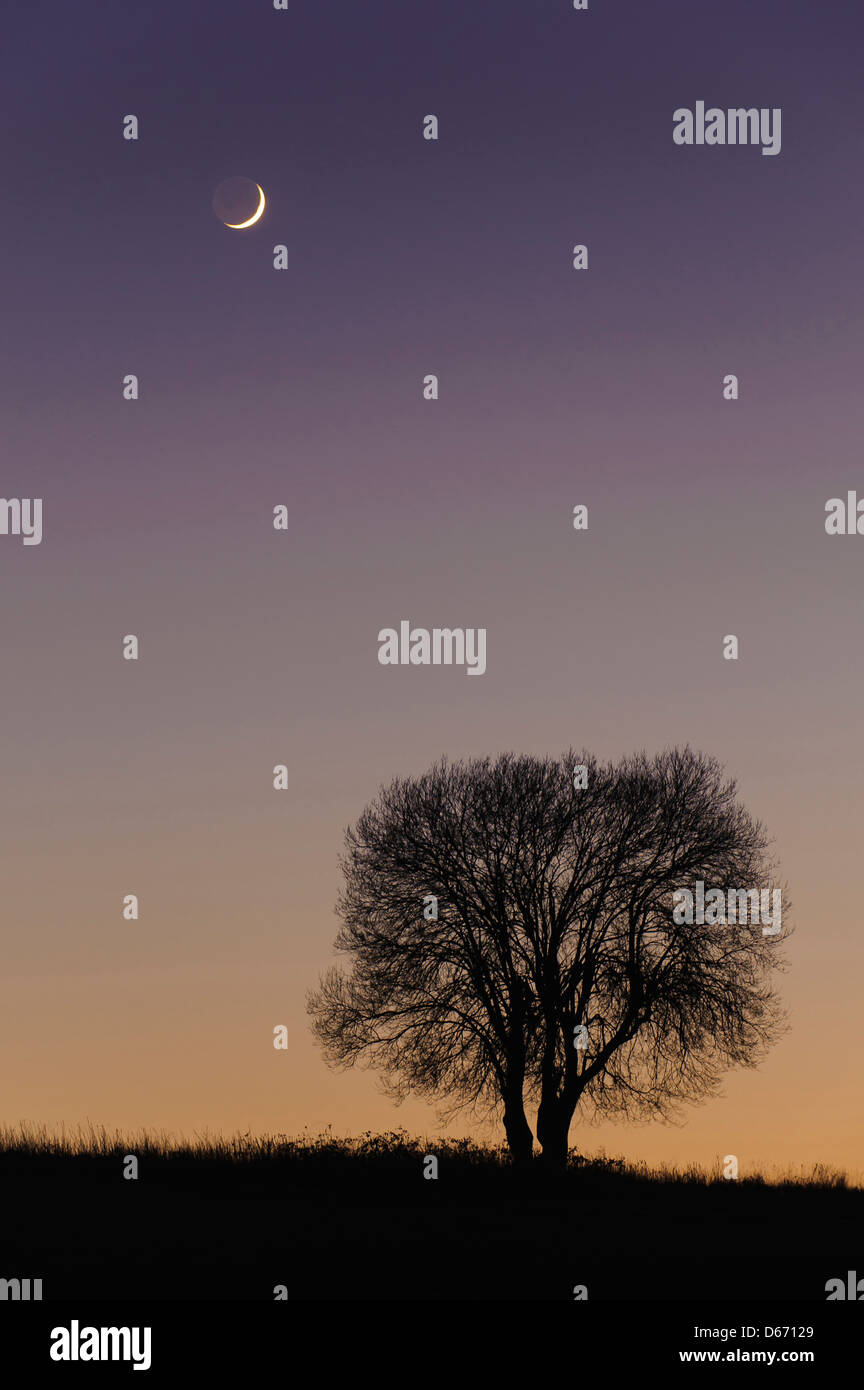 Lune et d'un seul arbre, Niedersachsen, Allemagne Banque D'Images
