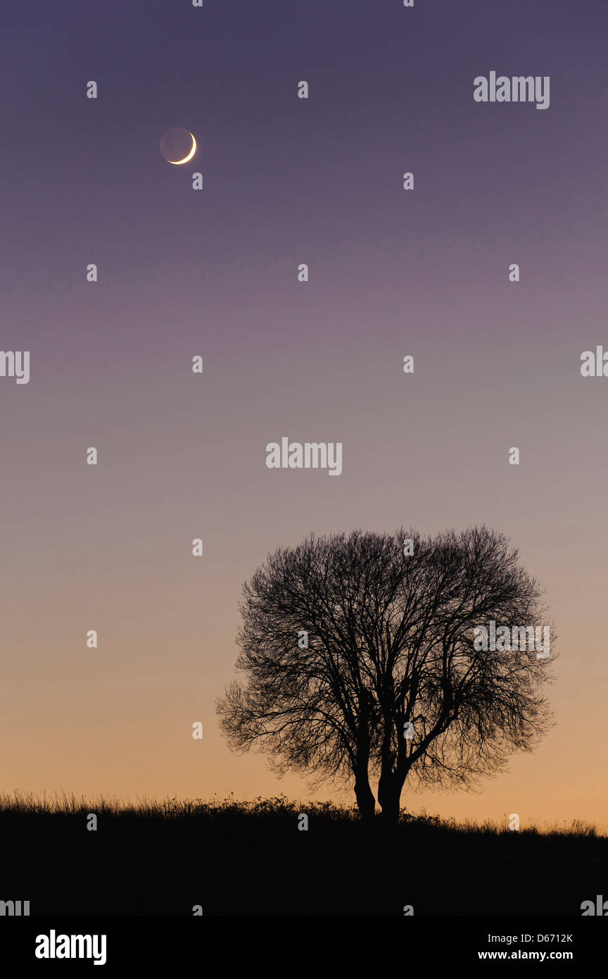 Lune et d'un seul arbre, Niedersachsen, Allemagne Banque D'Images