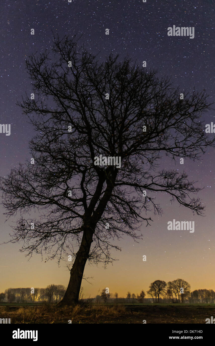 Ciel étoilé avec arbres, Niedersachsen, Allemagne Banque D'Images